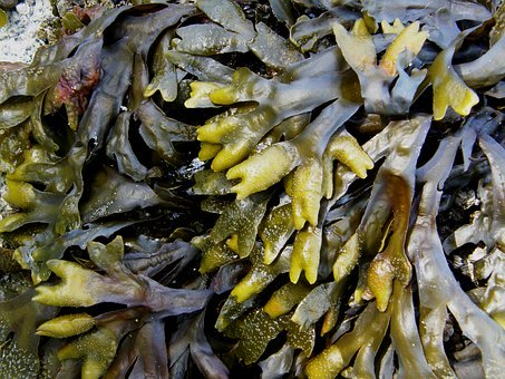 kelp-2147456__340