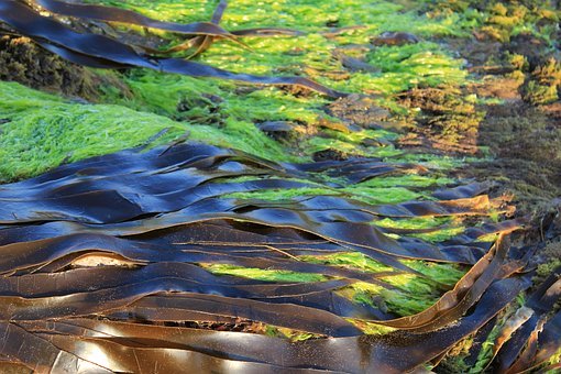 seaweed-2360116__340